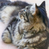 Photo de Maine coon