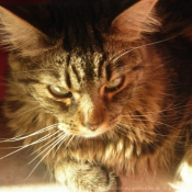 Photo de Maine coon