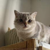 Photo de British shorthair