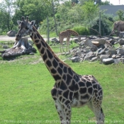 Photo de Girafe