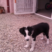 Photo de Border collie