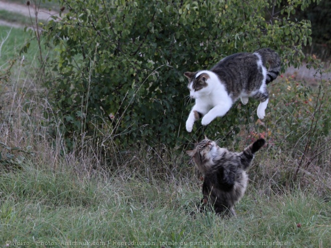 Photo de Races diffrentes