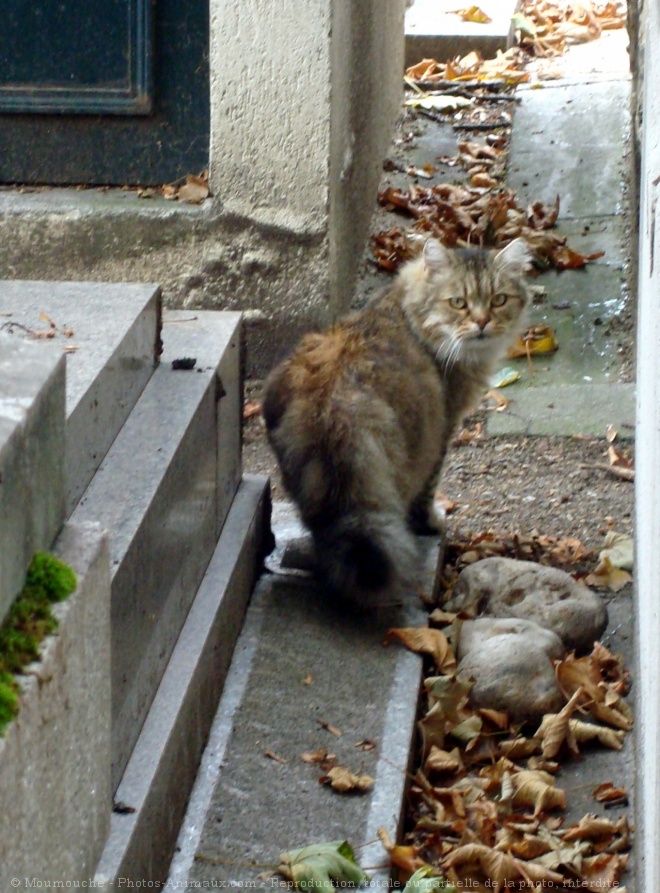 Photo de Chat domestique