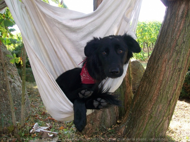 Photo de Border collie