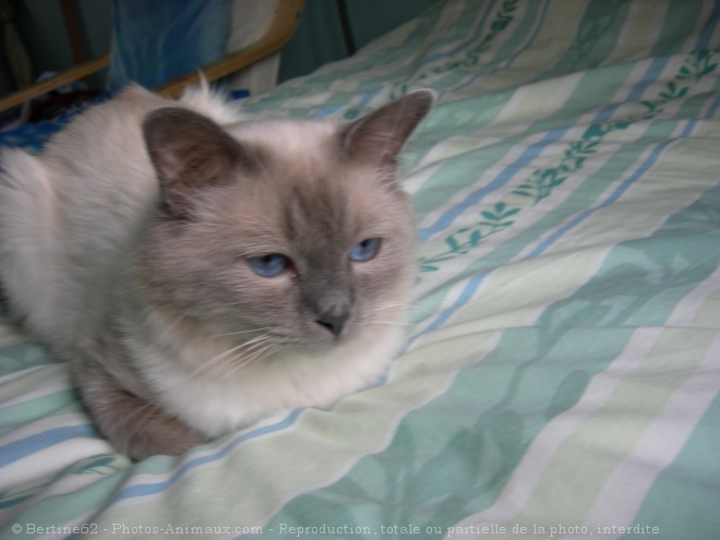 Photo de Ragdoll