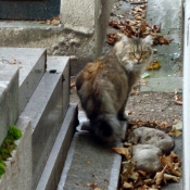 Photo de Chat domestique