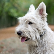 Photo de Scottish terrier