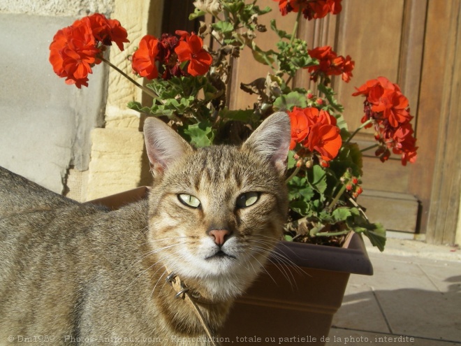 Photo de Chat domestique