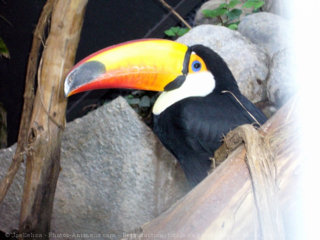 Photo de Toucan