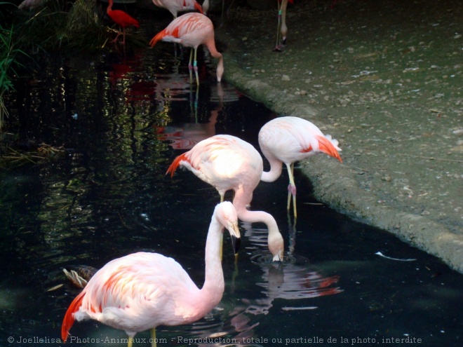 Photo de Flamand rose