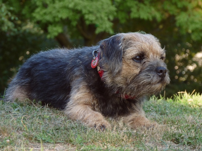 Photo de Border terrier