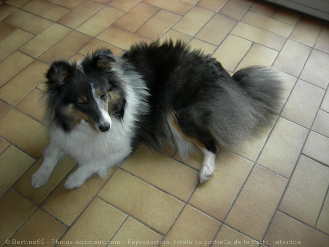 Photo de Chien de berger des shetland