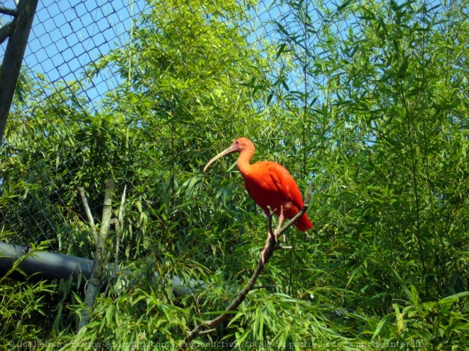 Photo d'Ibis rouge