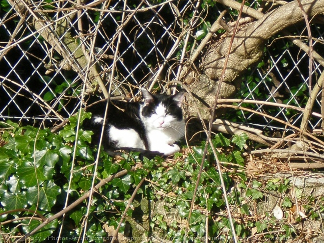 Photo de Chat domestique