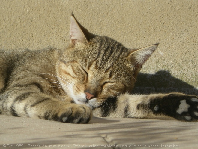 Photo de Chat domestique