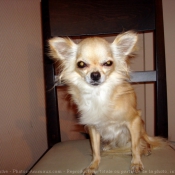 Photo de Chihuahua  poil court