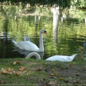 Photo de Cygne