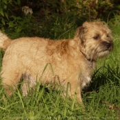 Photo de Border terrier