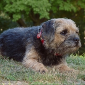 Photo de Border terrier