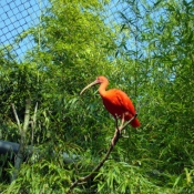 Photo d'Ibis rouge