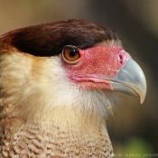 Photo de Caracara