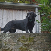 Photo de Labrador retriever