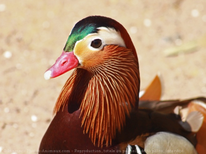 Photo de Canard mandarin