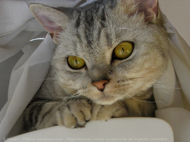 Photo de Selkirk rex poil court