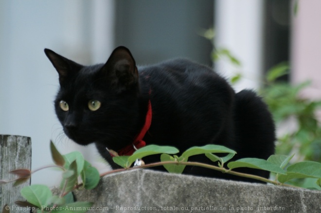 Photo de Chat domestique