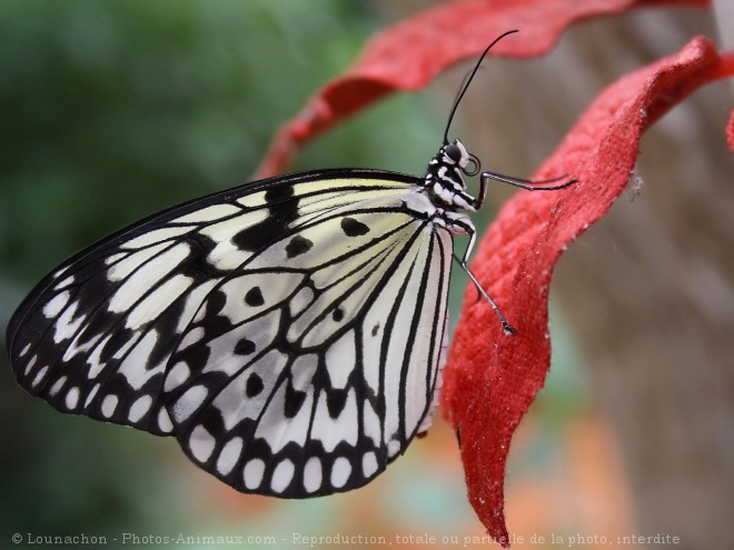 Photo de Papillon