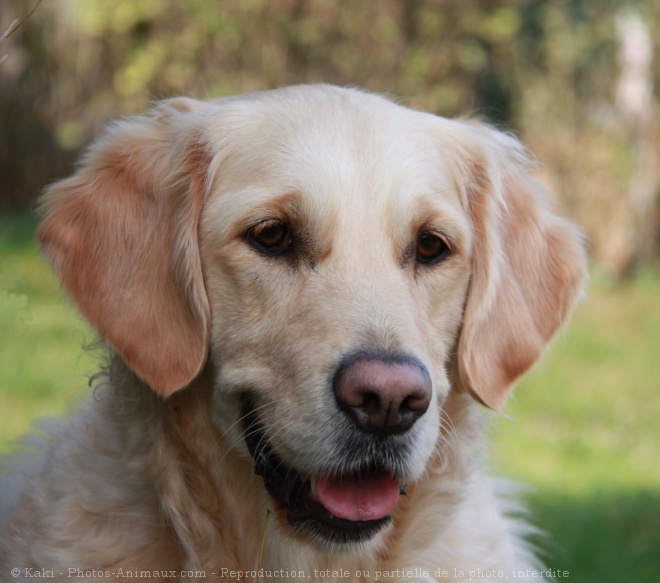 Photo de Golden retriever