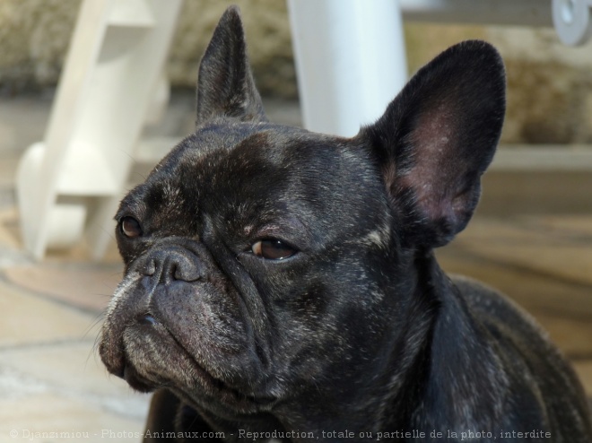 Photo de Bouledogue franais