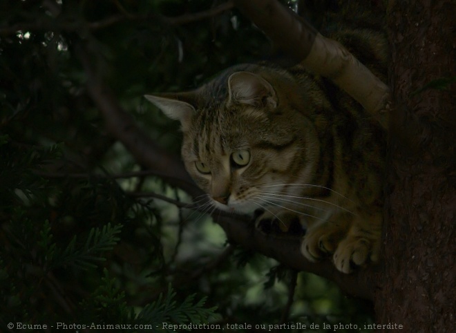 Photo de Chat domestique