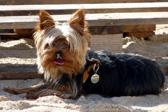 Photo de Yorkshire terrier