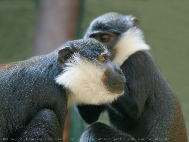 Photo de Singe - cercopithque