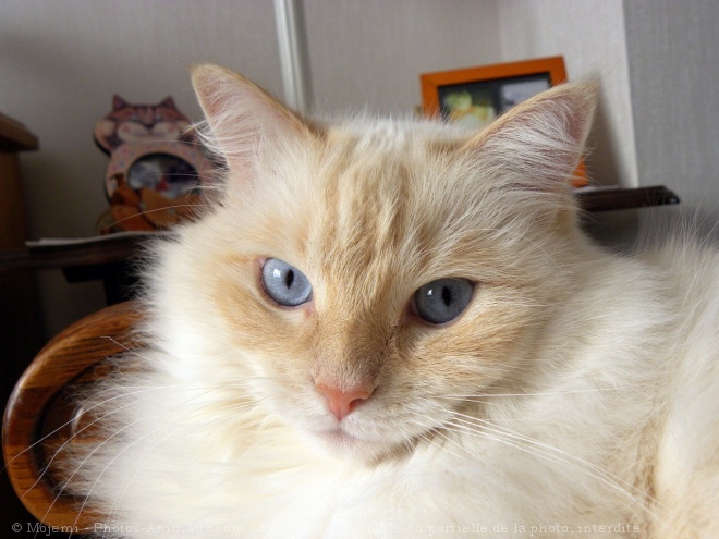 Photo de Ragdoll