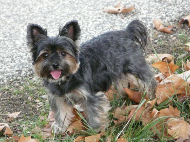 Photo de Yorkshire terrier