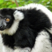 Photo de Lmurien - maki vari noir et blanc