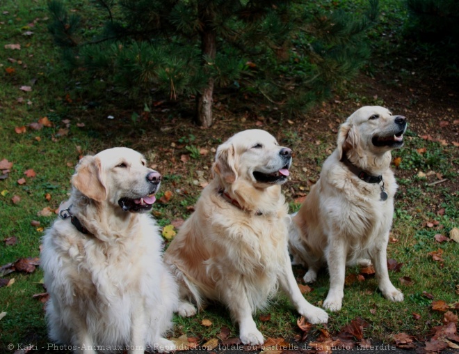 Photo de Golden retriever