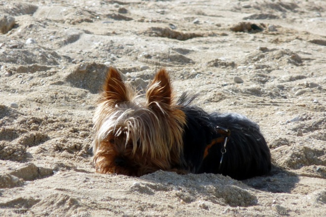 Photo de Yorkshire terrier