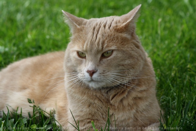 Photo de Chat domestique