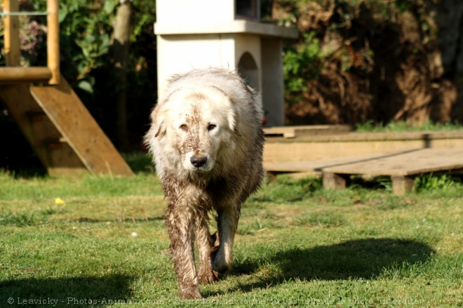 Photo de Chien de montagne des pyrnes