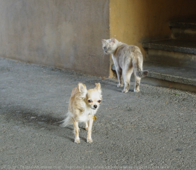 Photo de Chihuahua  poil long