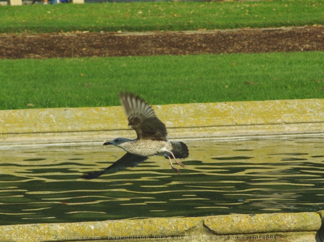 Photo de Mouette