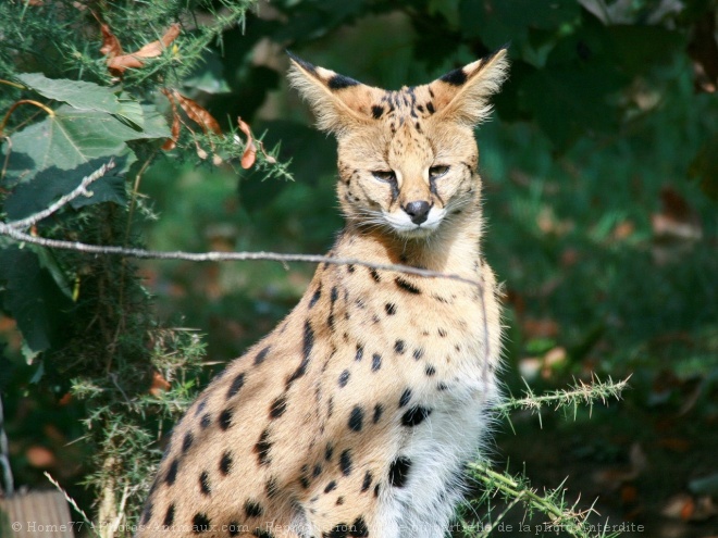 Photo de Serval