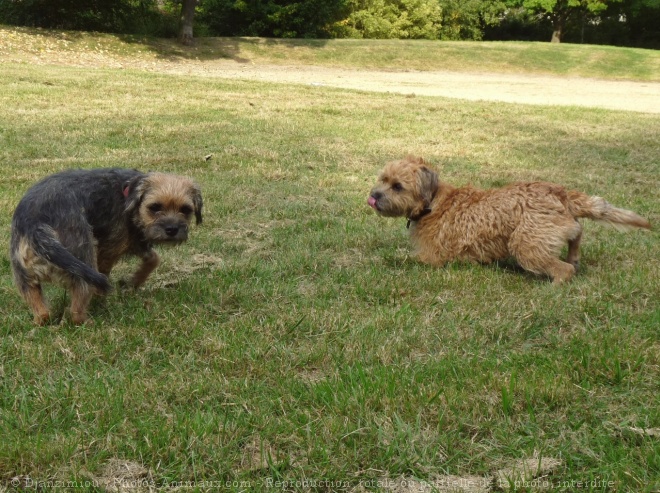 Photo de Border terrier