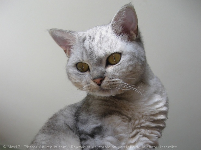 Photo de Selkirk rex poil court