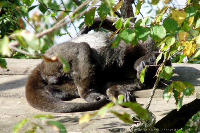 Photo de Singe