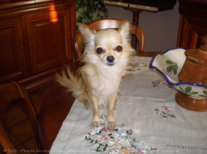 Photo de Chihuahua  poil long