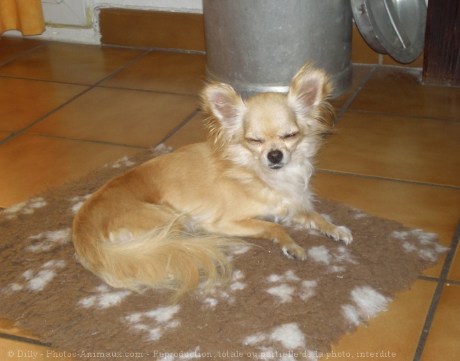 Photo de Chihuahua  poil long